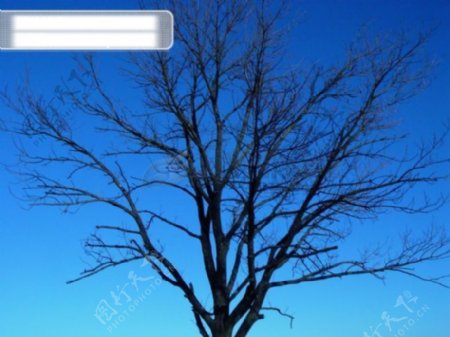 树木冬天的树蓝色实用图片精美图片印刷适用高清图片创意图片