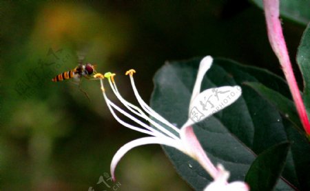 蜜蜂采蜜