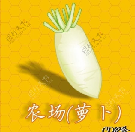 蔬菜矢量萝卜图片
