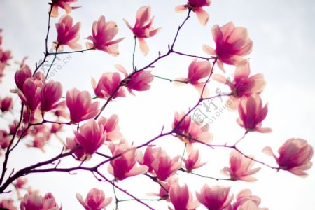 位图植物摄影写实花卉花朵玉兰花免费素材