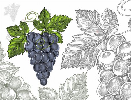 手绘水果葡萄