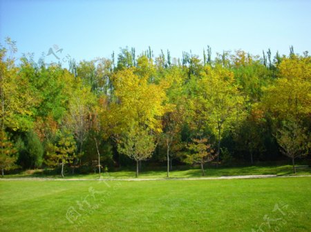 秋天的树林.草地