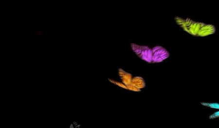 蝴蝶视频素材图片