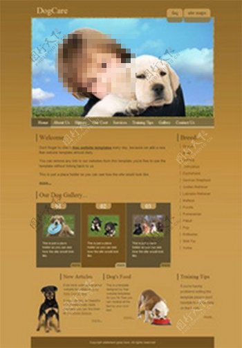 爱护犬网页模板CSS