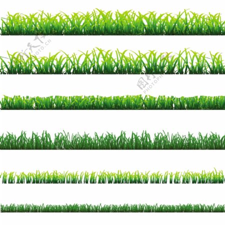 6种不同类型的绿色草