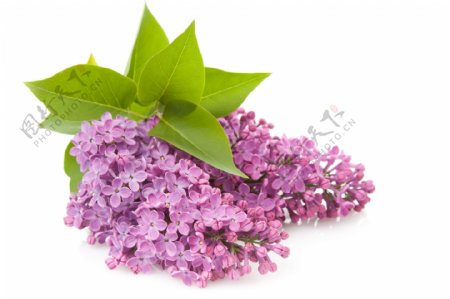 紫色丁香