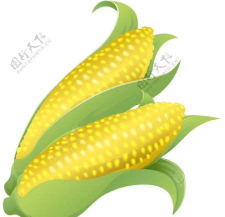 黄色玉米矢量素材图片