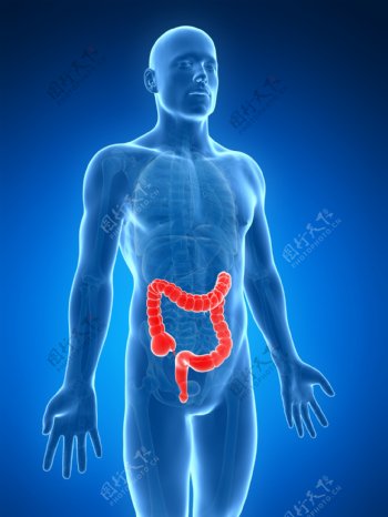 大肠人体器官图片