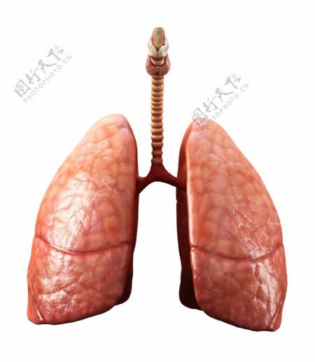 肺部标本图片