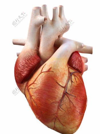 心脏标本图片