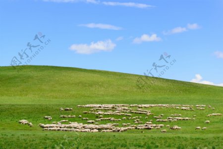 草原羊群蓝天图片