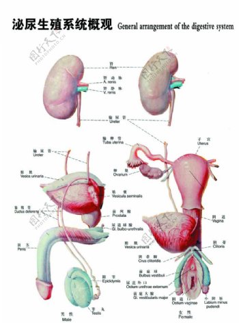泌尿生殖系统图图片
