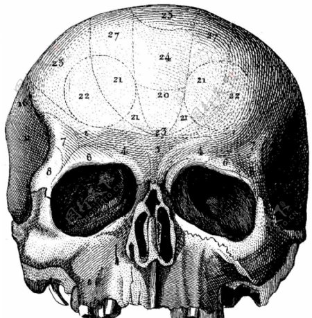 人体头盖骨上部正面分区2图片