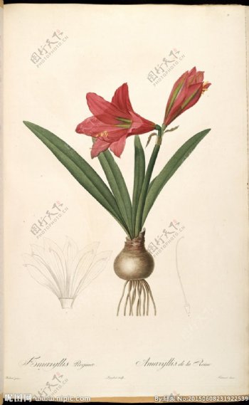 雷杜德兰花植物图图片