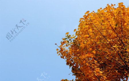秋景银杏图片