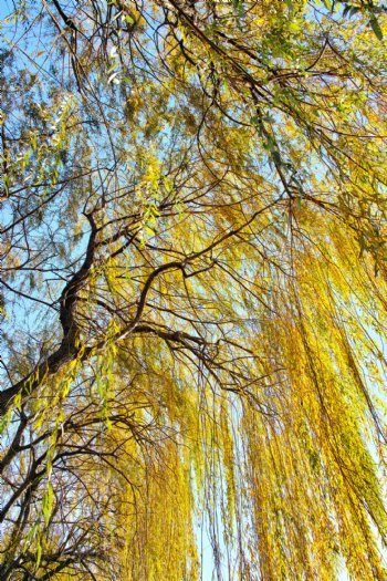 秋天的柳树图片
