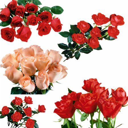 红玫瑰素材图片