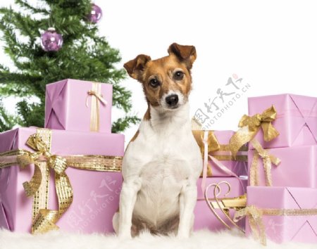 圣诞狗狗与圣诞礼物图片