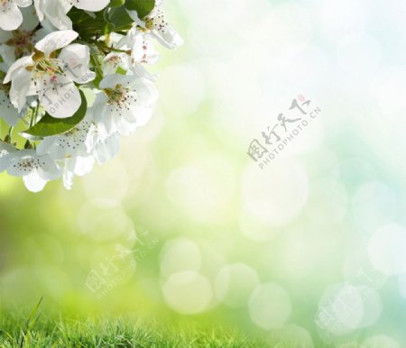 唯美清爽白色樱花图片
