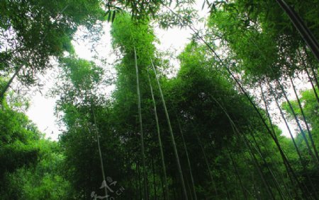 竹林图片