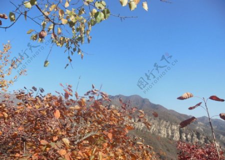 坡峰岭秋景图片
