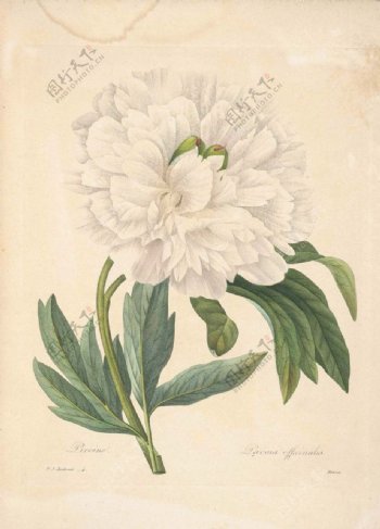 珍藏版植物图谱白牡丹图片