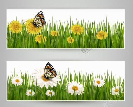 绿草地鲜花蝴蝶图片