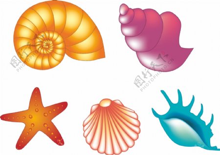 海螺贝壳海星矢图片
