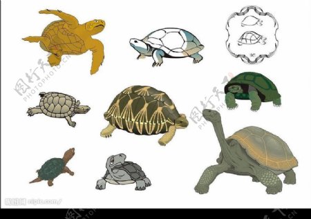 CorelDARW精选矢量图库爬行动物龟图片