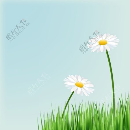 美丽白色菊花矢量素材图片