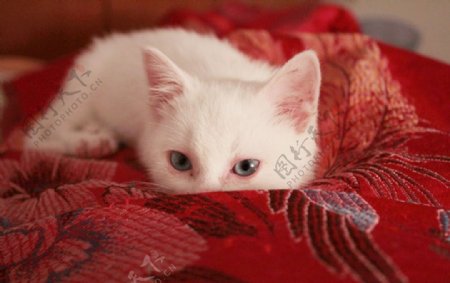 蓝眼白猫图片