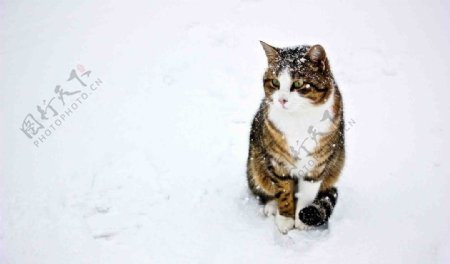 雪地猫咪图片