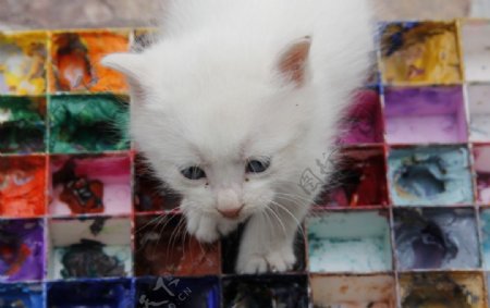 误入颜料盒的白猫图片
