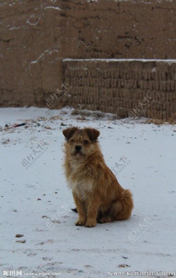 雪中小狗图片