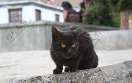 扎什伦布寺的猫图片