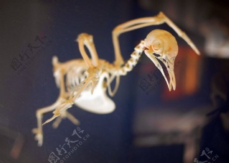 动物骨头图片