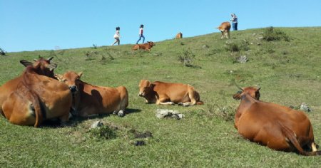 天然草场牛群图片