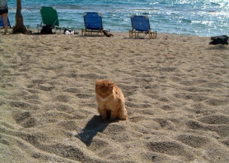 沙灘上的貓图片