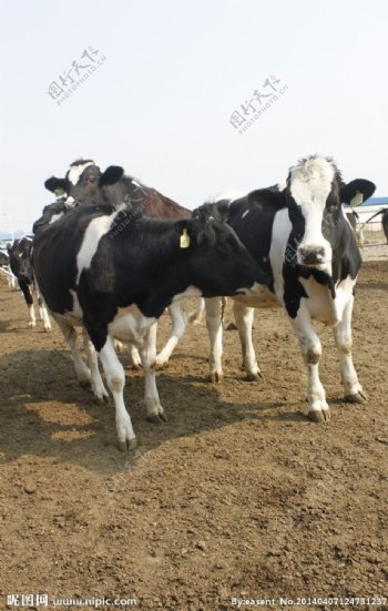 牧场奶牛图片