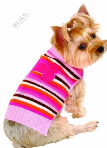 彩色条纹骨头图案毛衣的小狗图片