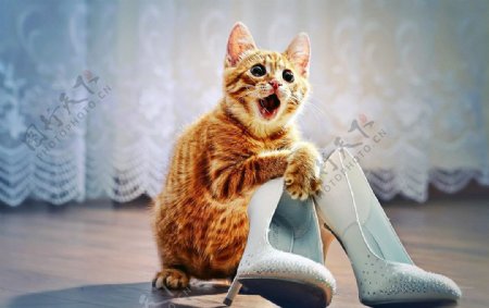 高清猫与高跟鞋图片