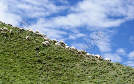 蓝天绿草羊群图片