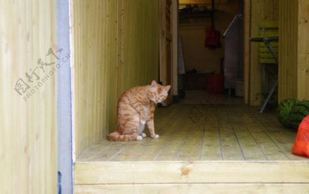 小屋子的猫图片