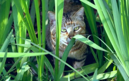 草丛野猫图片