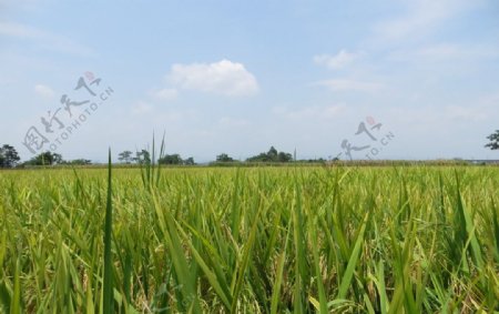 成熟的稻田图片
