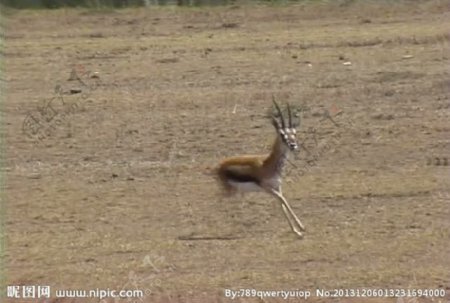 小鹿活动视频频素材
