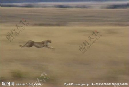 豹子奔跑视频频素材