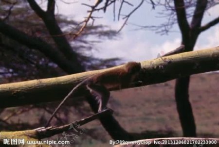 猕猴活动视频频素材