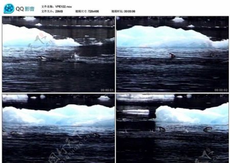 冰岛帝企鹅视频实拍素材