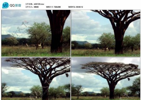 非洲大草原野生动物视频实拍素材